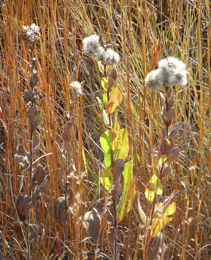 Goldenrod in October Photograph by Cris Fulton
