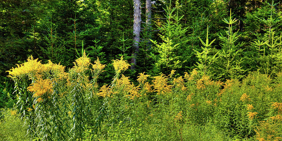 Goldenrod in the Adirondacks Photograph by David Patterson