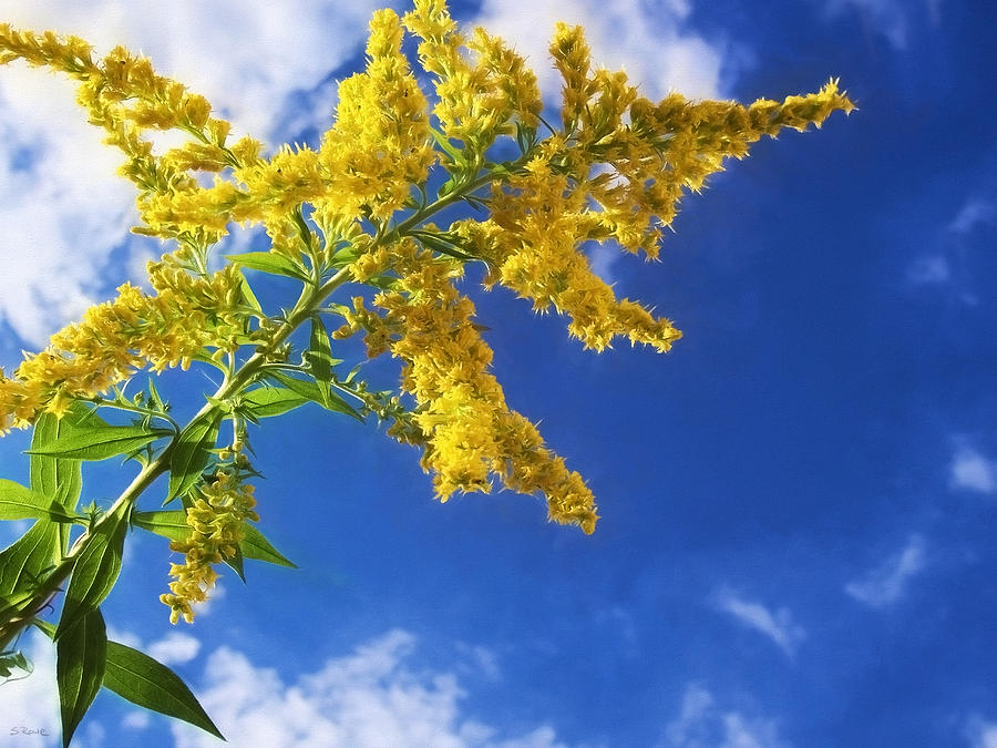 Goldenrod in The Sky Photograph by Shawna Rowe
