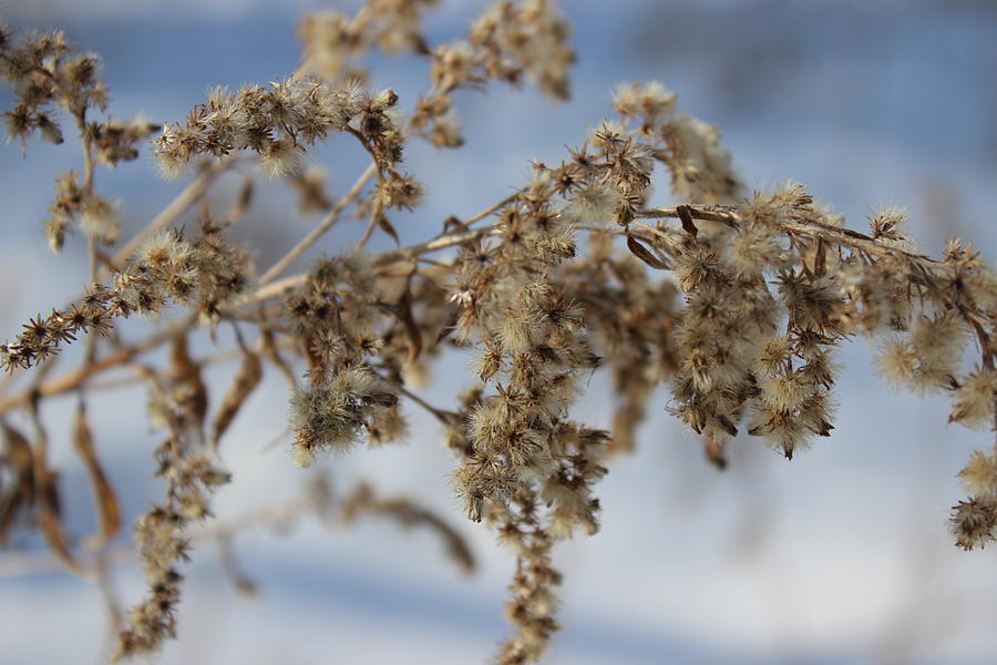 Goldenrod In The Snow Photograph