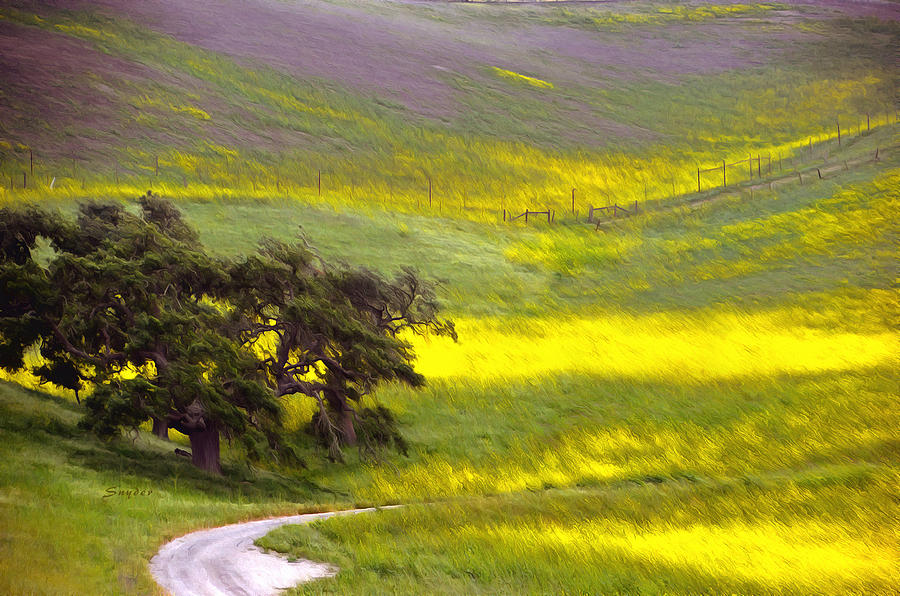 Goldenrod Oak Santa Ynez California 2 Digital Art by Barbara Snyder