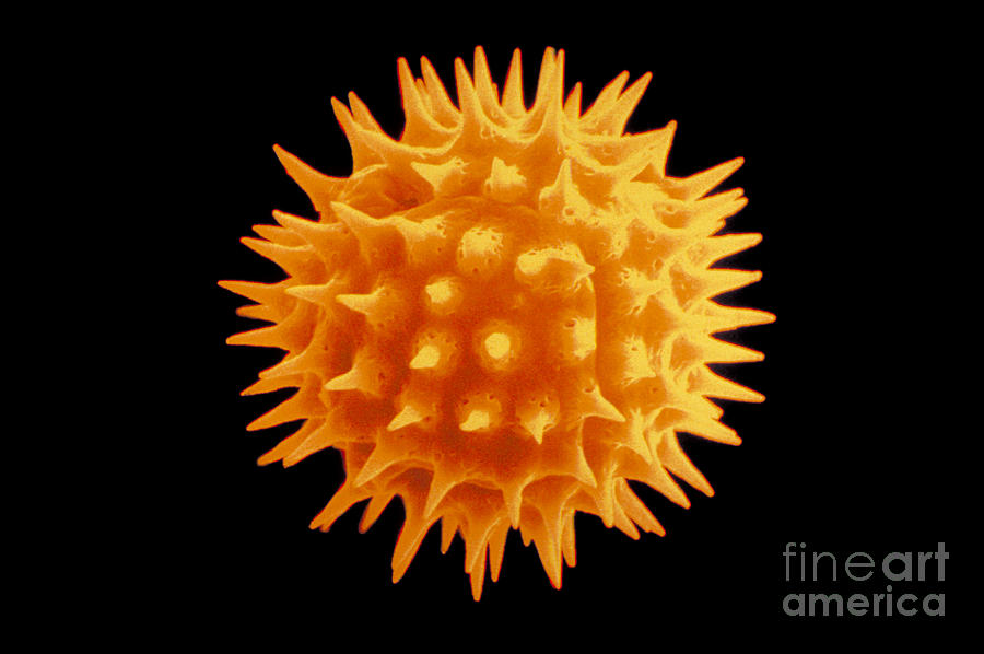 Goldenrod Pollen Grain Photograph by Scimat