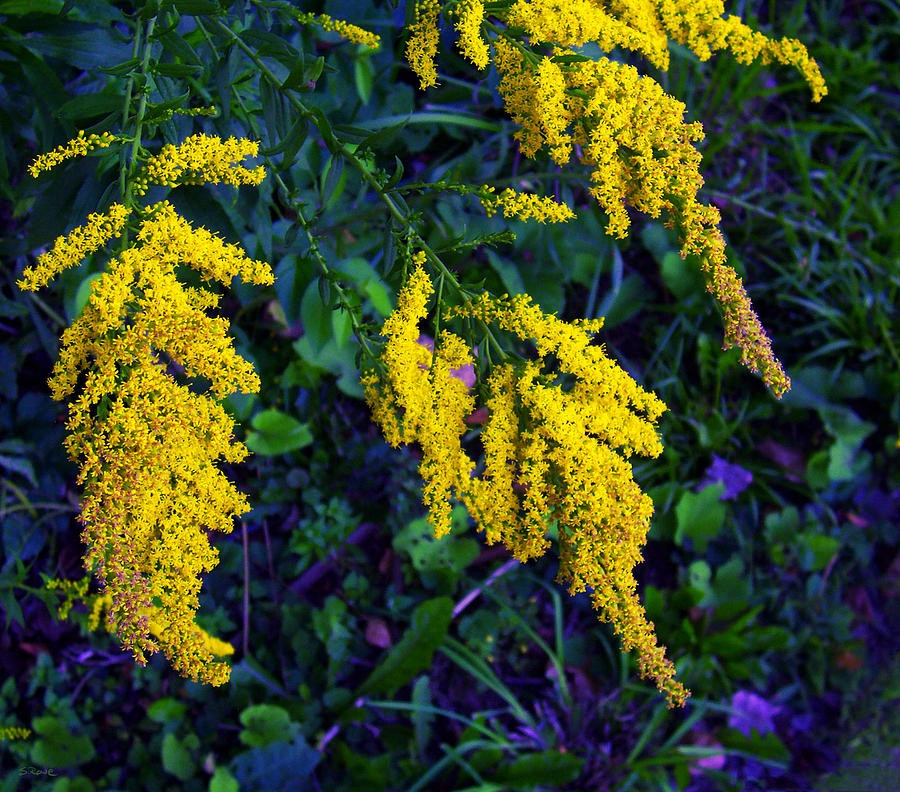 Goldenrod Photograph by Shawna Rowe