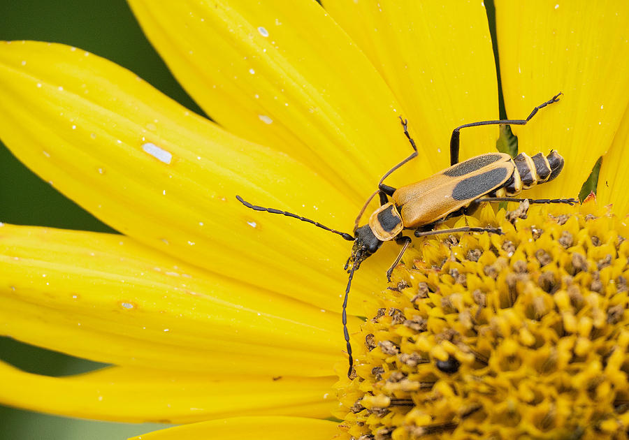 Goldenrod Soldier Beetle Photograph by Jim Zablotny