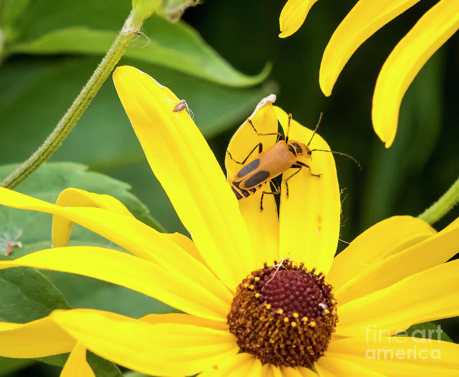 Canon Photograph - Goldenrod Soldier Beetle by Ricky L Jones Canon Photograph - Goldenrod Soldier Beetle by Ricky L Jones