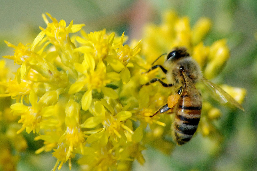 Goldenrod Visitor Photograph by Michael Peychich - Fine Art America