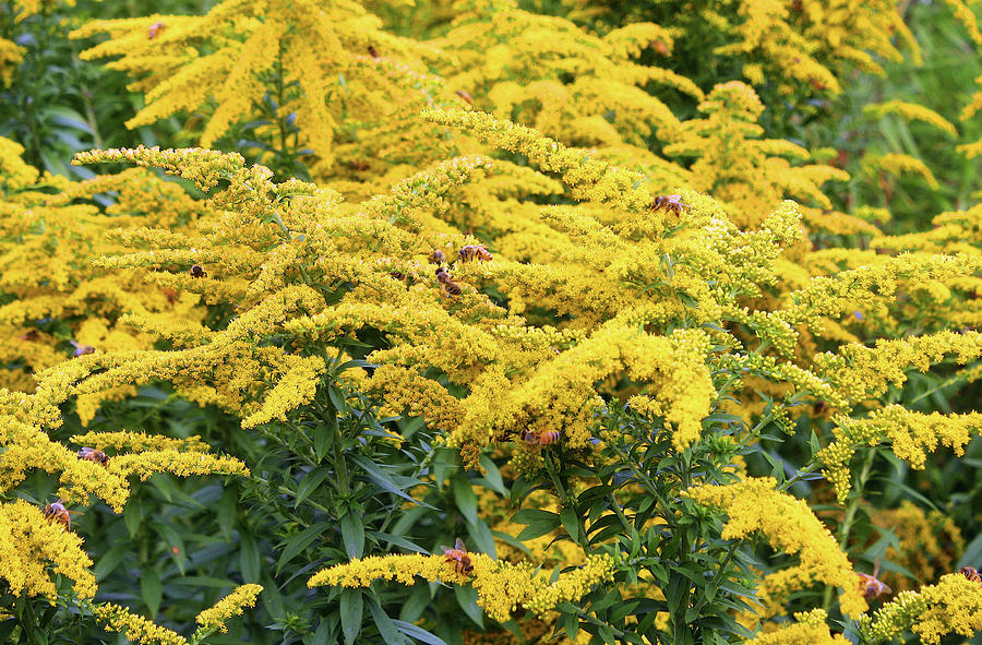 Goldenrod with Bees Photograph by Ellen Tully