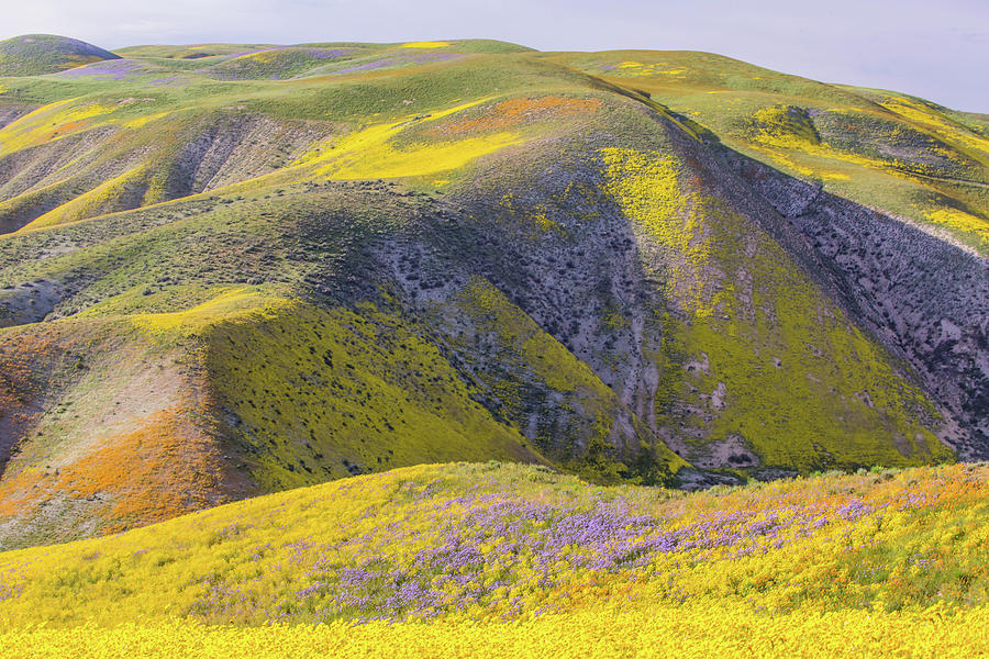 Goldfields and Colorful Hills Photograph by Marc Crumpler