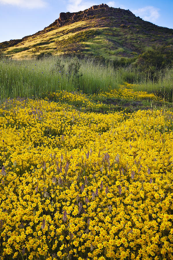 Landscape Photograph - Goldfields and Grasses by Greg Clure Landscape Photograph - Goldfields and Grasses by Greg Clure
