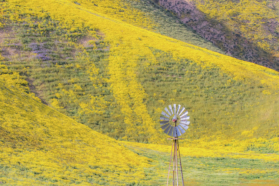Goldfields and Windmill at Carrizo Plain  Photograph by Marc Crumpler