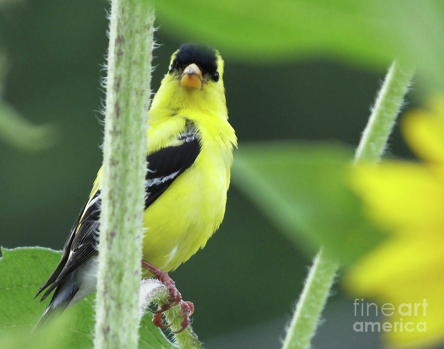 Goldfinch 18 Photograph by Lizi Beard-Ward