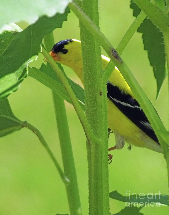 Goldfinch 5 Photograph by Lizi Beard-Ward