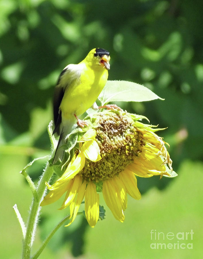 Goldfinch 8 Photograph by Lizi Beard-Ward