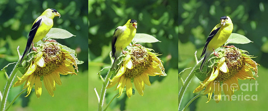 Goldfinch 9 Photograph by Lizi Beard-Ward