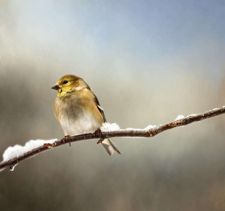Goldfinch After A Spring Snow Storm Photograph by Betty Pauwels