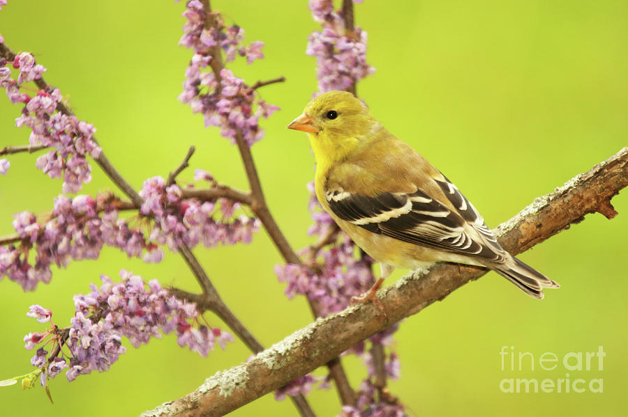 Goldfinch Among Redbud Photograph by Max Allen