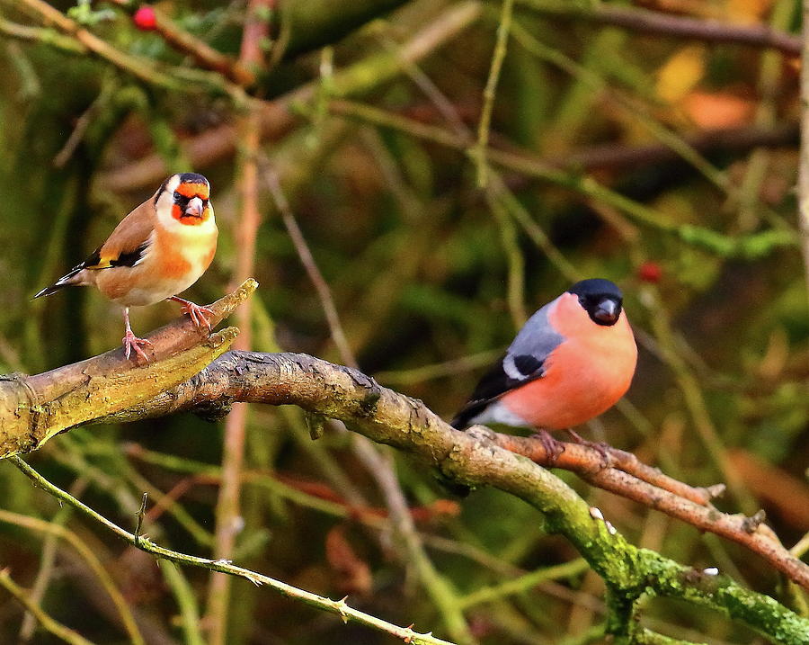 Goldfinch and Bullfinch Photograph by Jeff Townsend