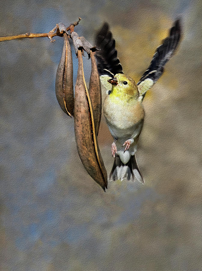 Goldfinch and Seedpods Photograph by Art Cole