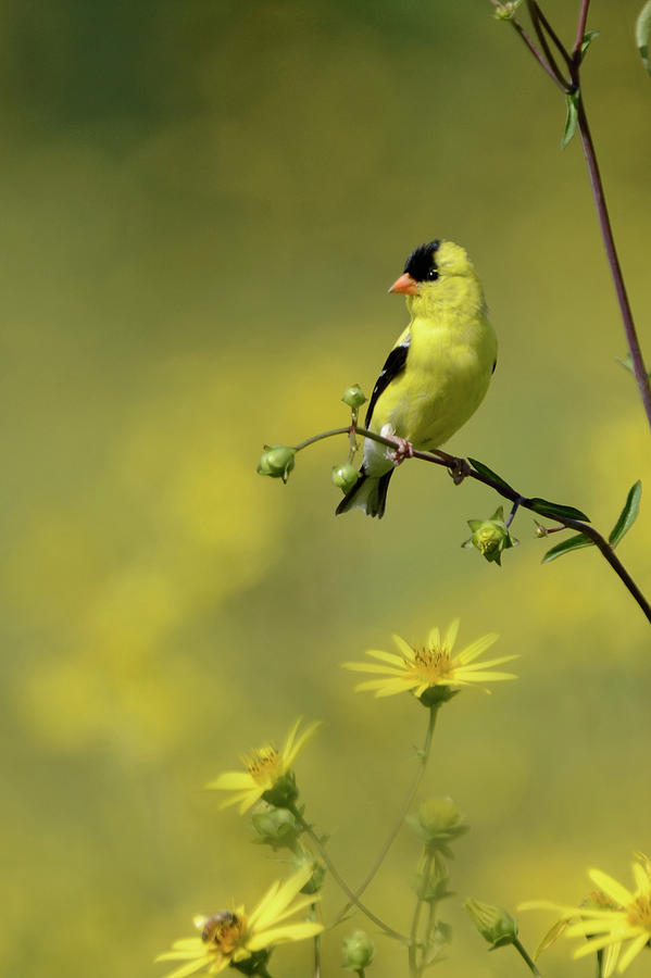 Goldfinch Photograph by Ann Bridges