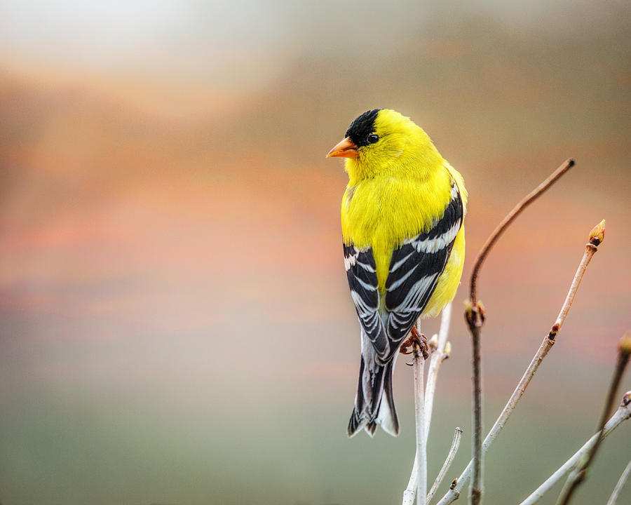 Goldfinch At Sunrise Photograph by Sue Capuano
