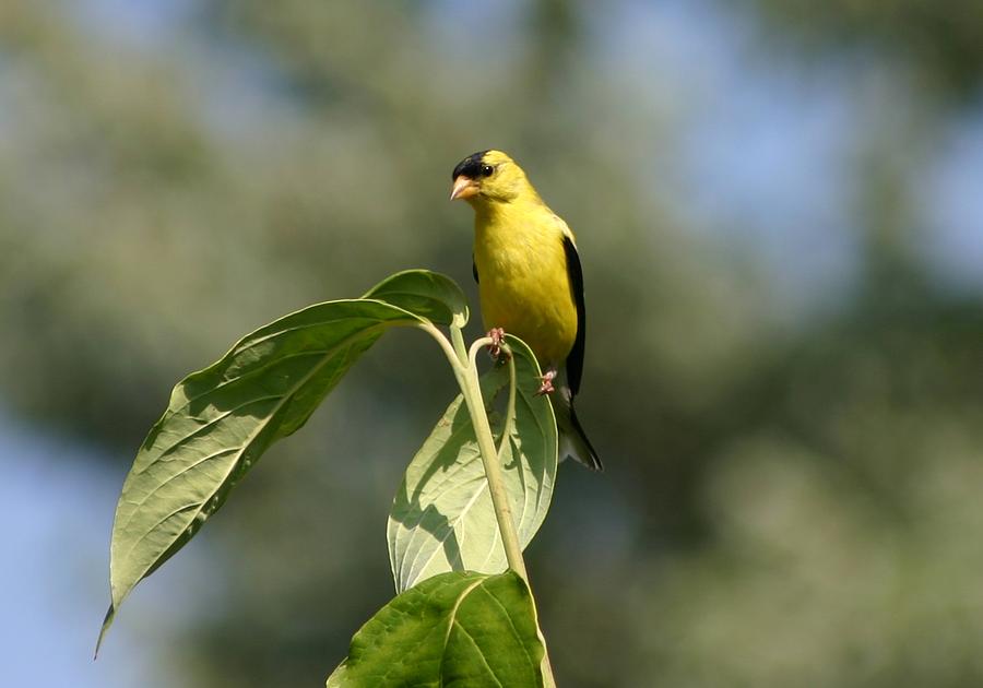 Goldfinch Atop Dogwood Photograph by Robert E Alter Reflections of Infinity