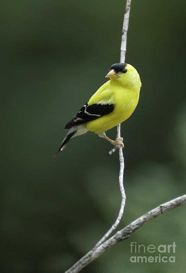 Goldfinch Photograph by David Waldrop