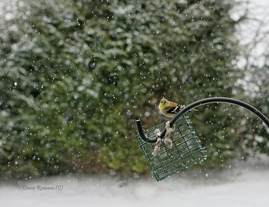 Winter Photograph - Goldfinch by Denise Romano