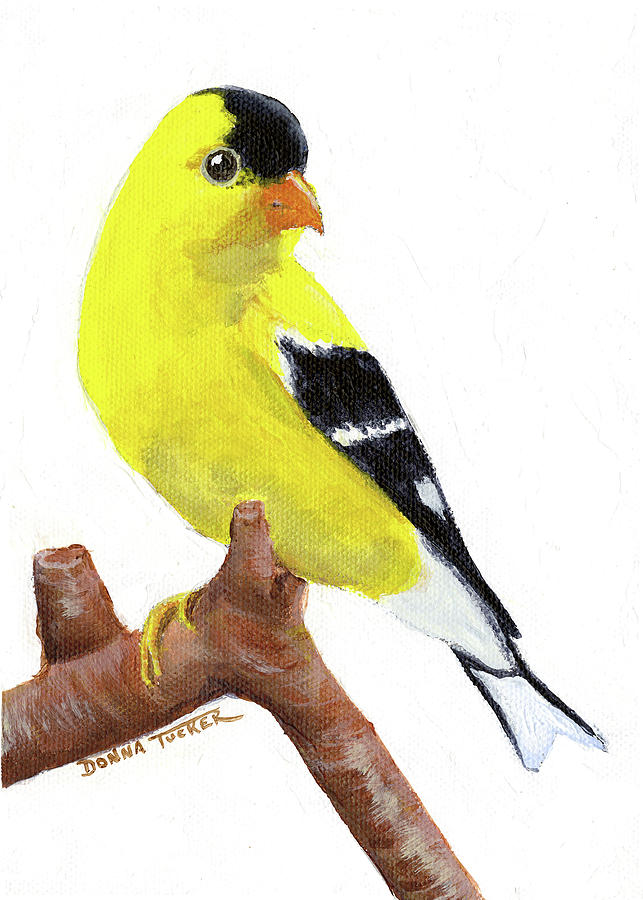 Goldfinch Painting by Donna Tucker
