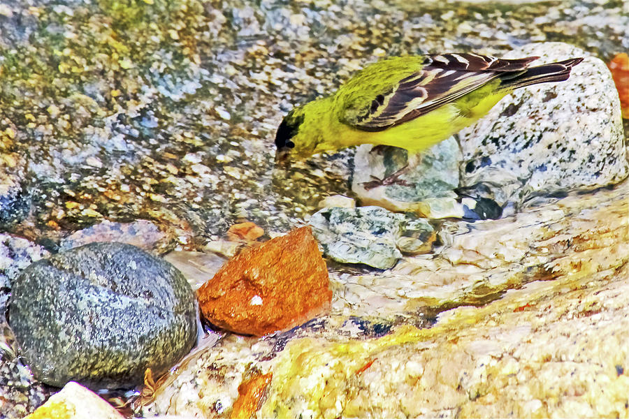 Goldfinch Drinking Water in Rancho Santa Ana Botanic Gardens, Claremont-California  Photograph by Ruth Hager