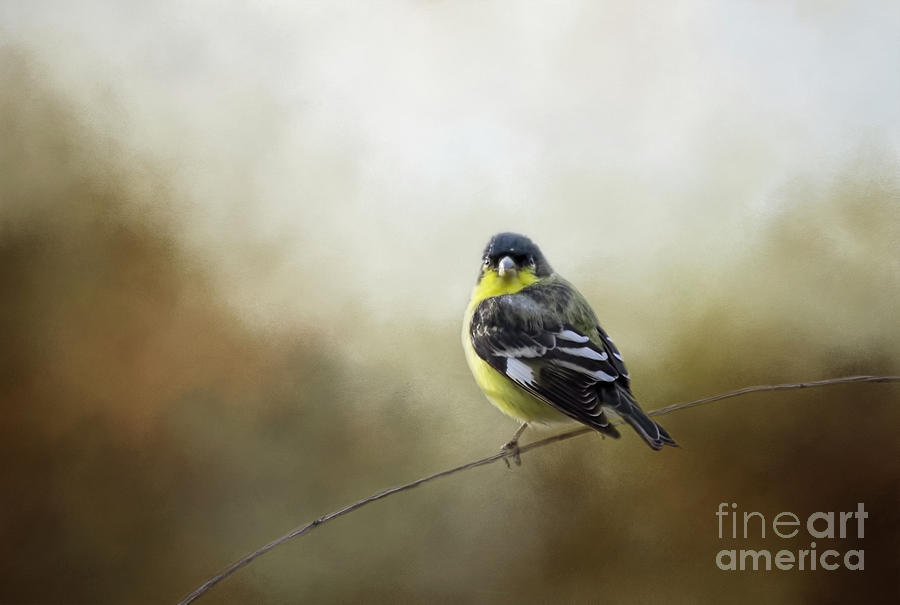 Goldfinch Photograph by Elisabeth Lucas