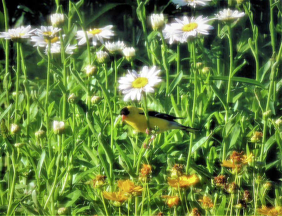 Goldfinch Enjoys Garden Photograph