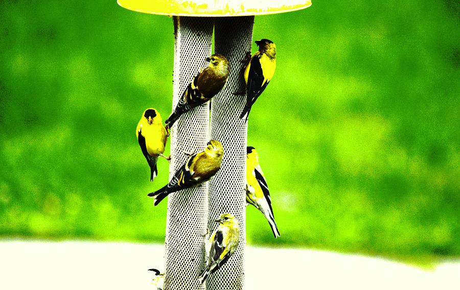 Goldfinch Family Reunion Photograph