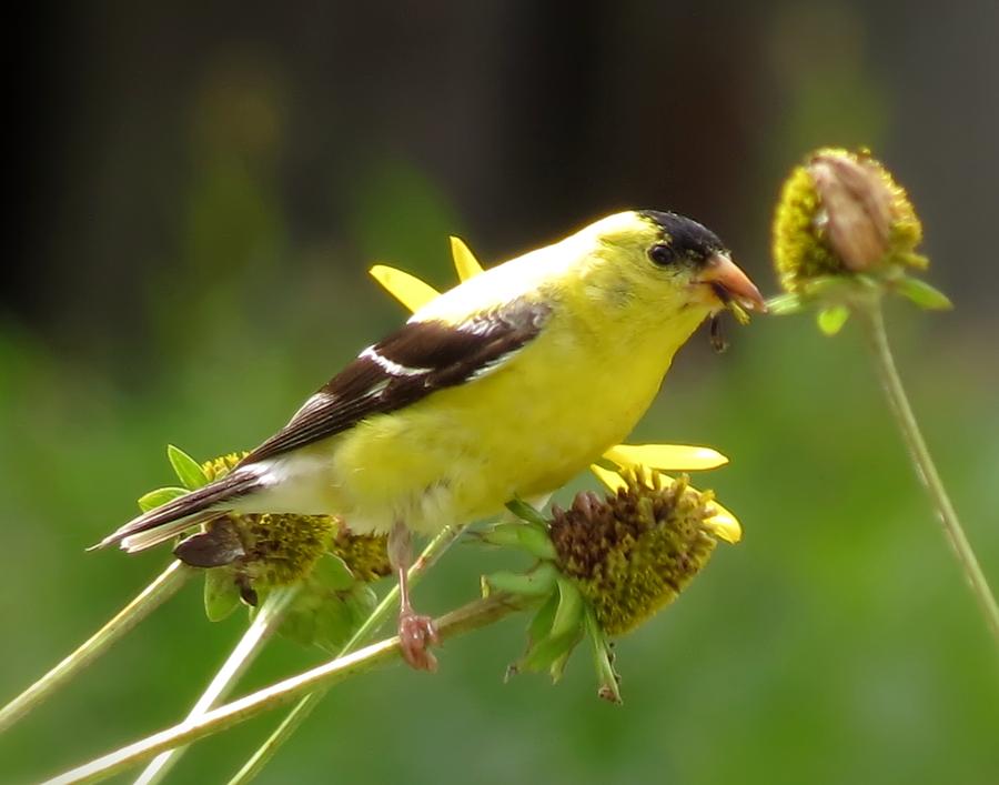 Goldfinch Feeding - Bird Photograph by MTBobbins Photography - Fine Art ...