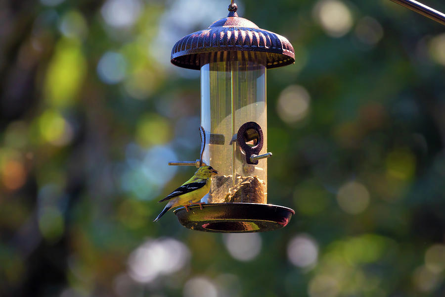 Wildlife Photograph - Goldfinch Feeding on Birdfeeder by David Gn