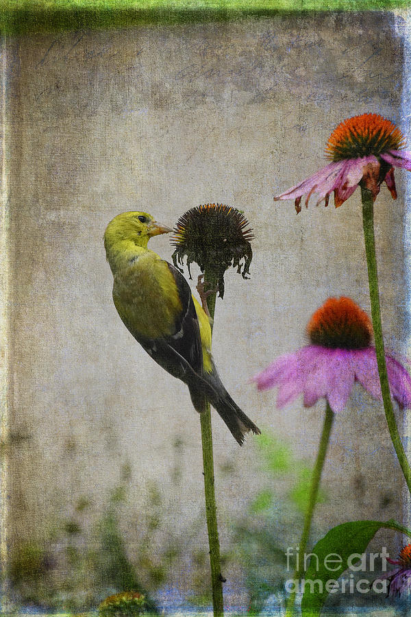Goldfinch Feeding on Coneflowers Photograph by Mary Machare