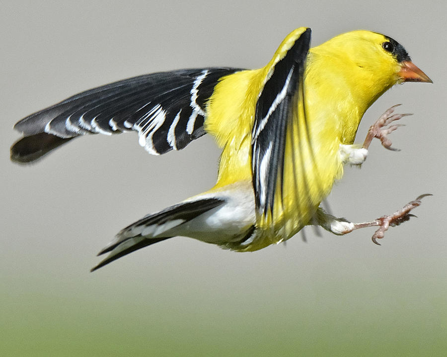 Goldfinch Photograph by Fiskr Larsen