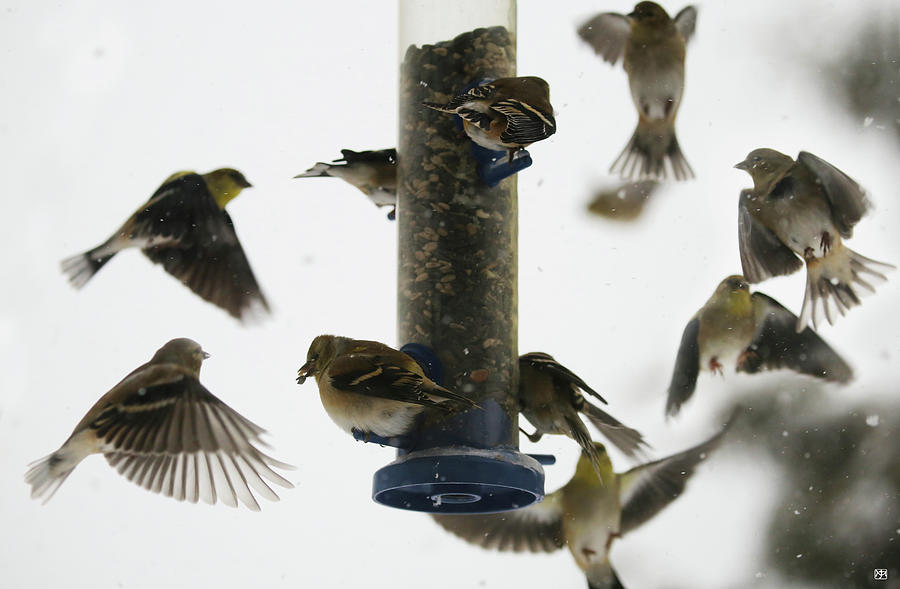 Goldfinch Frenzy Photograph by John Meader