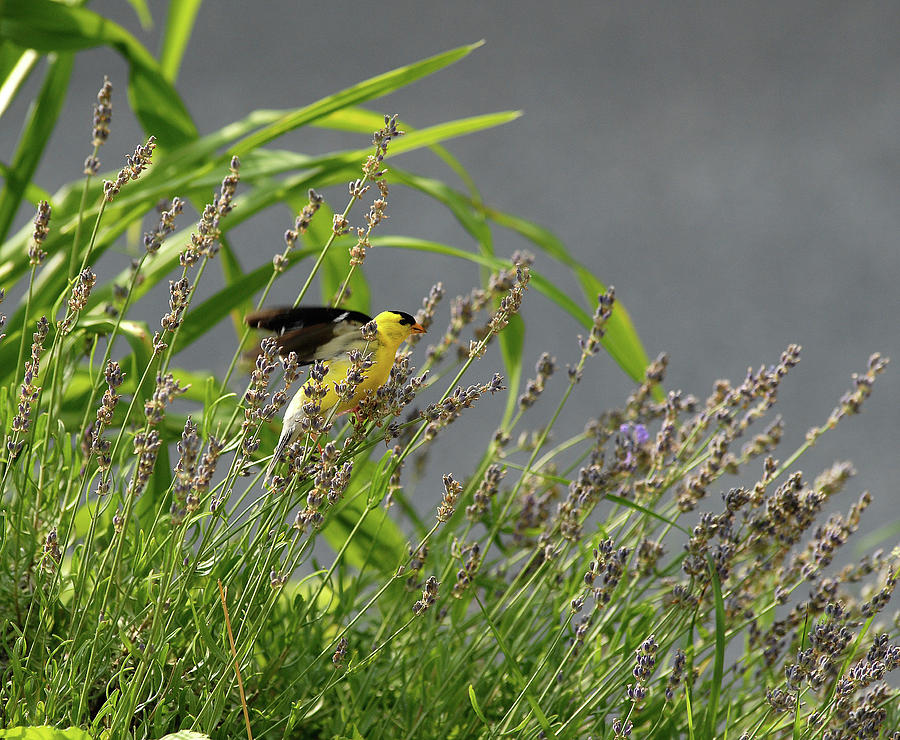 Goldfinch Photograph by Gregory Blank