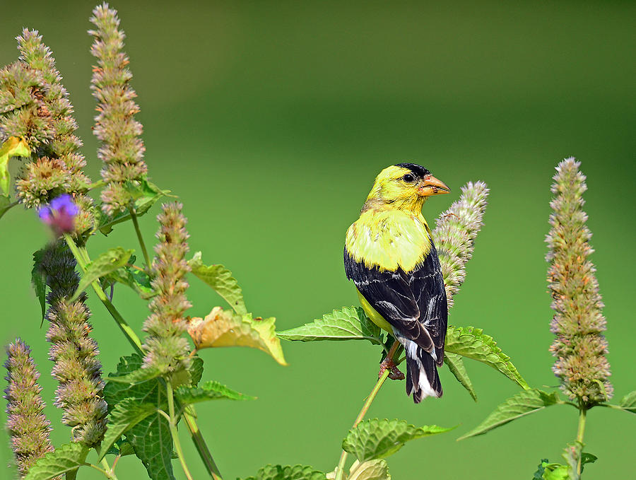 Goldfinch in a Flower Garden Photograph by Rodney Campbell