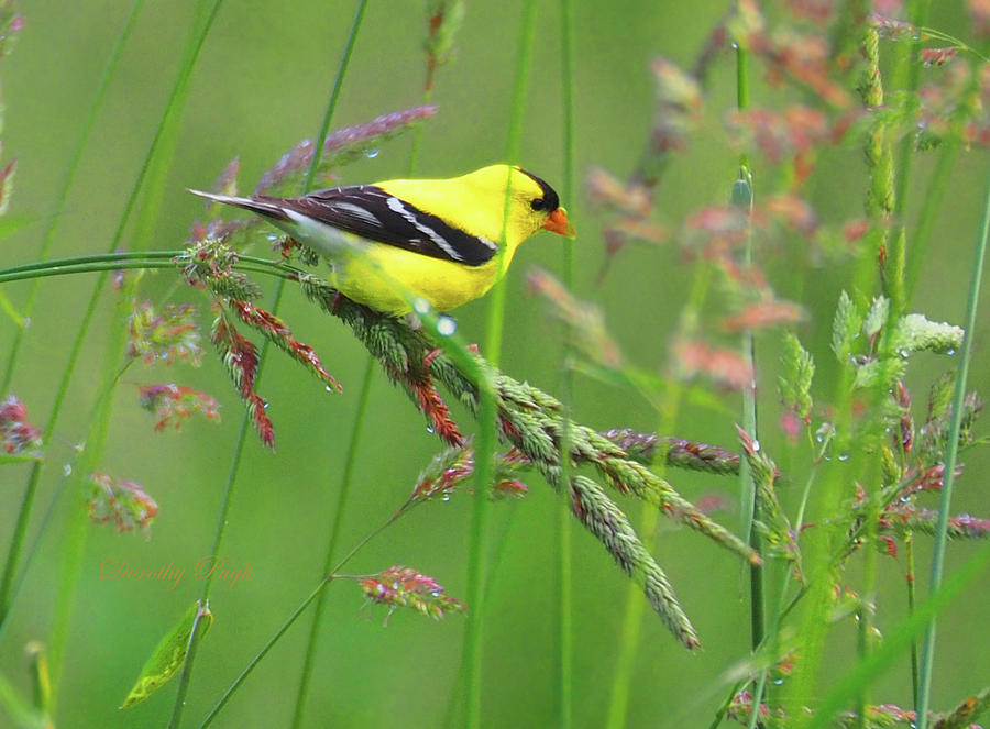 Goldfinch in a Meadow Photograph by Dorothy Pugh