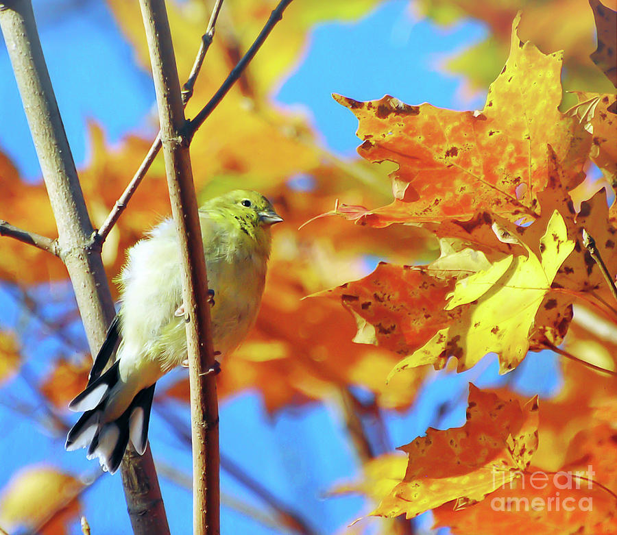 Goldfinch In Autumn Leaves  Photograph by Kerri Farley