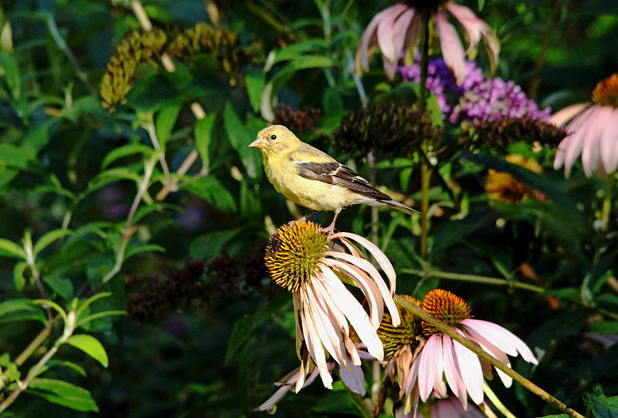 Goldfinch In Fall Garden Photograph by Debbie Oppermann