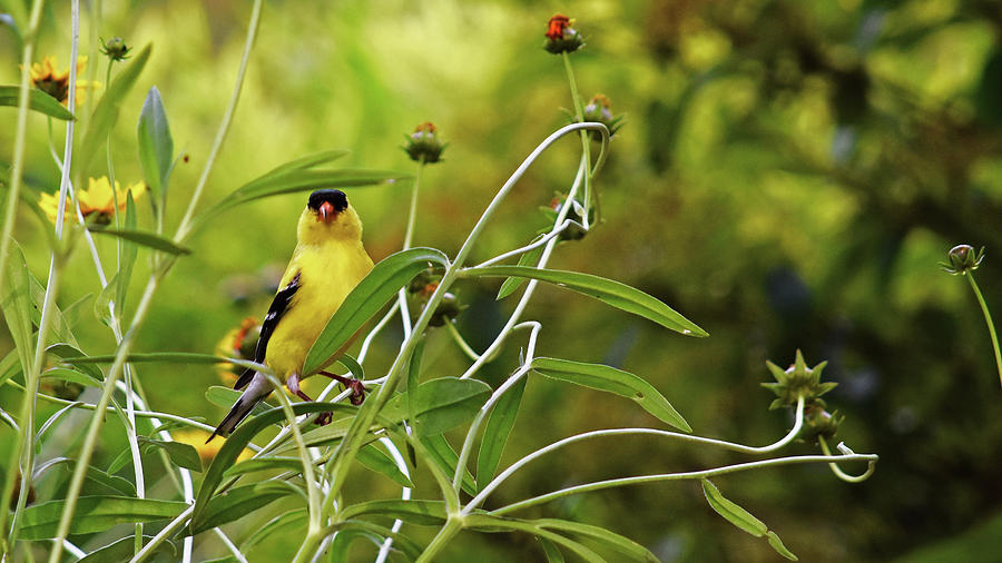 Goldfinch In Flowers Photograph