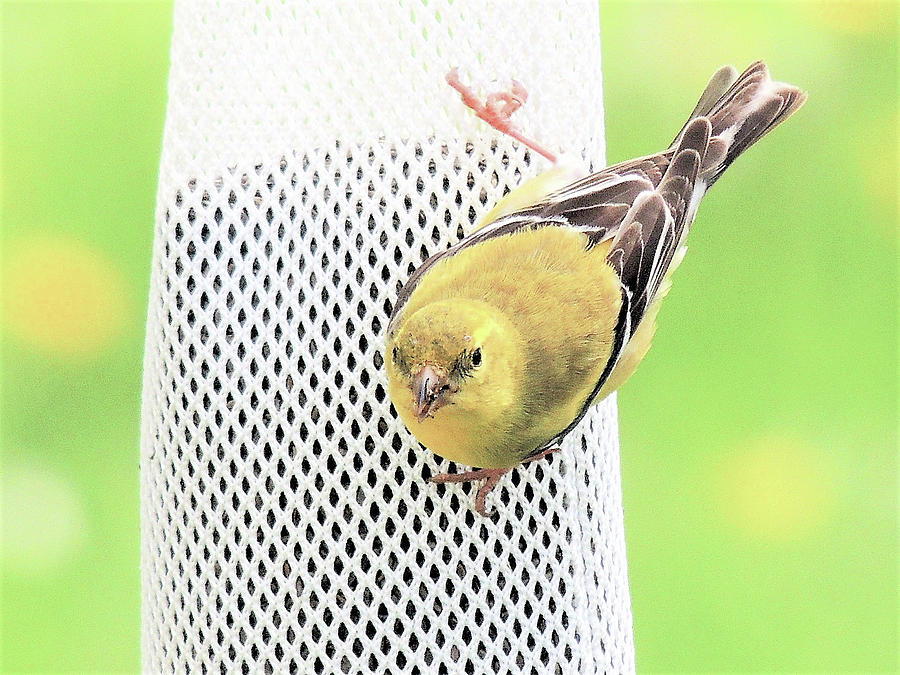 Goldfinch In June Photograph