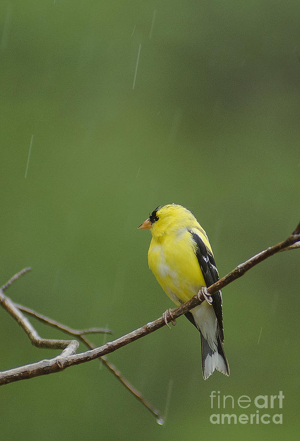 Goldfinch in Rain Photograph by David Waldrop