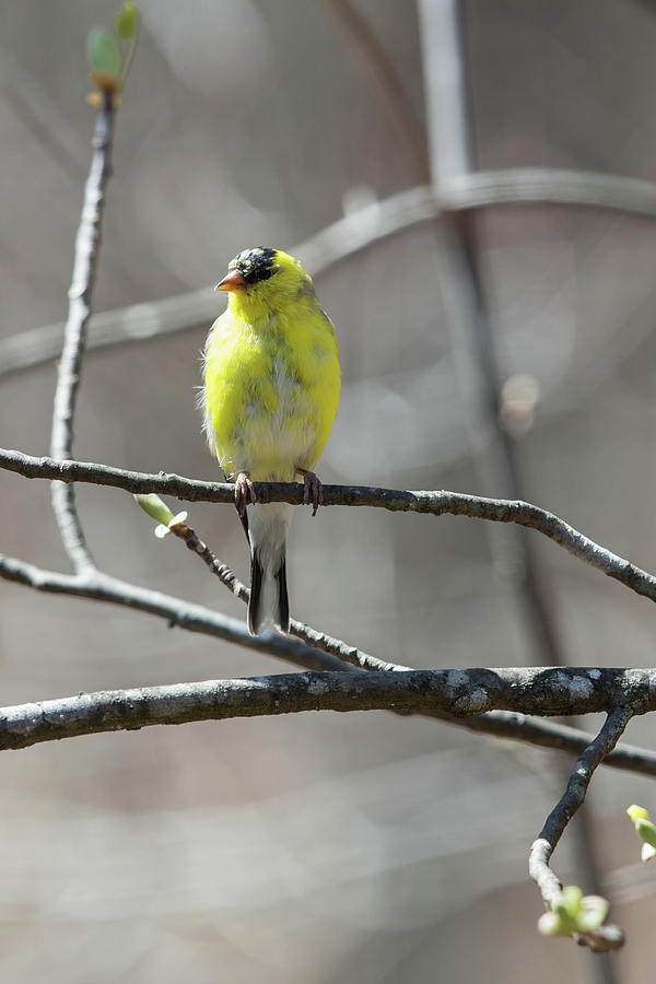 Goldfinch in Spring Photograph by John Haldane