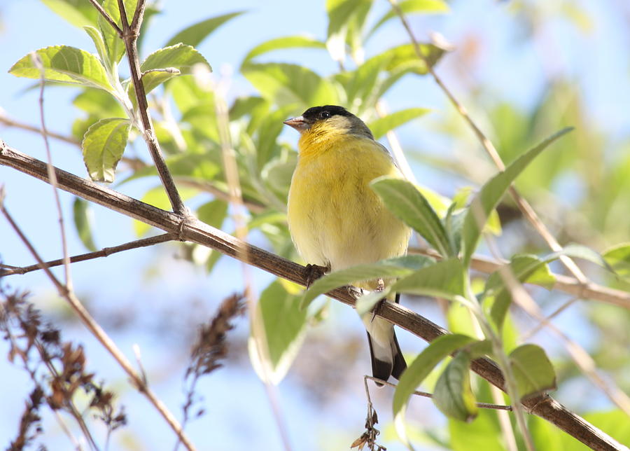 Bird Photograph - Goldfinch in Spring Tree by Carol Groenen