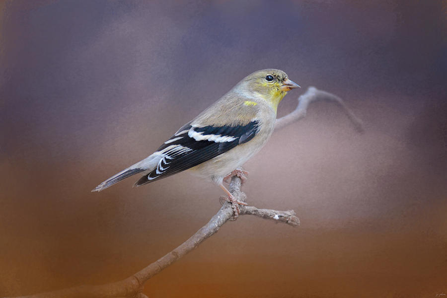 Bird Photograph - Goldfinch In The Light by Jai Johnson