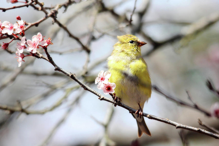 Goldfinch in the Plum Tree Photograph by Trina Ansel