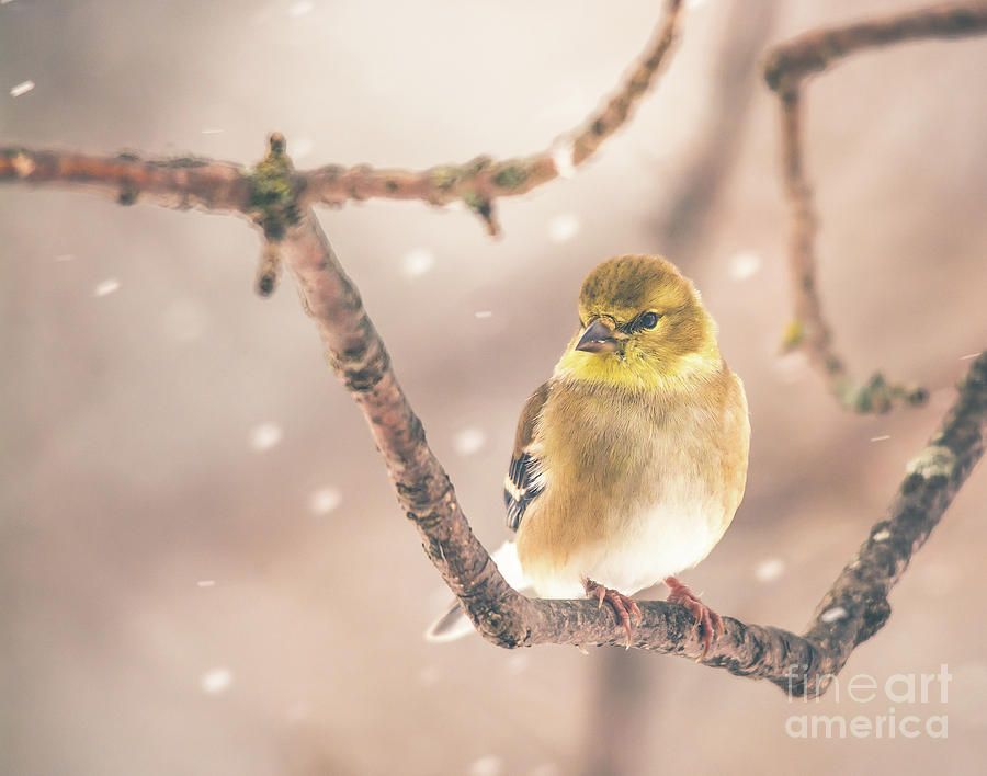 Goldfinch in the Snow Photograph by Cheryl Baxter